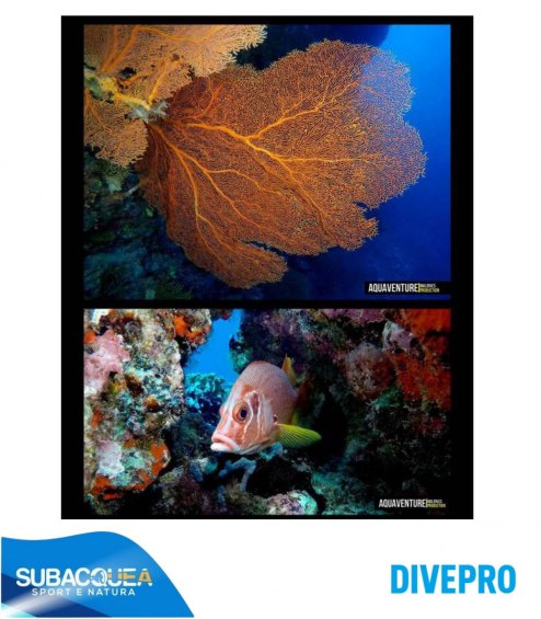 Torcia subacquea per foto e video,Marca DivePro,Modello DF40F,1 Led Cree XHP70.2,4200 Lumen